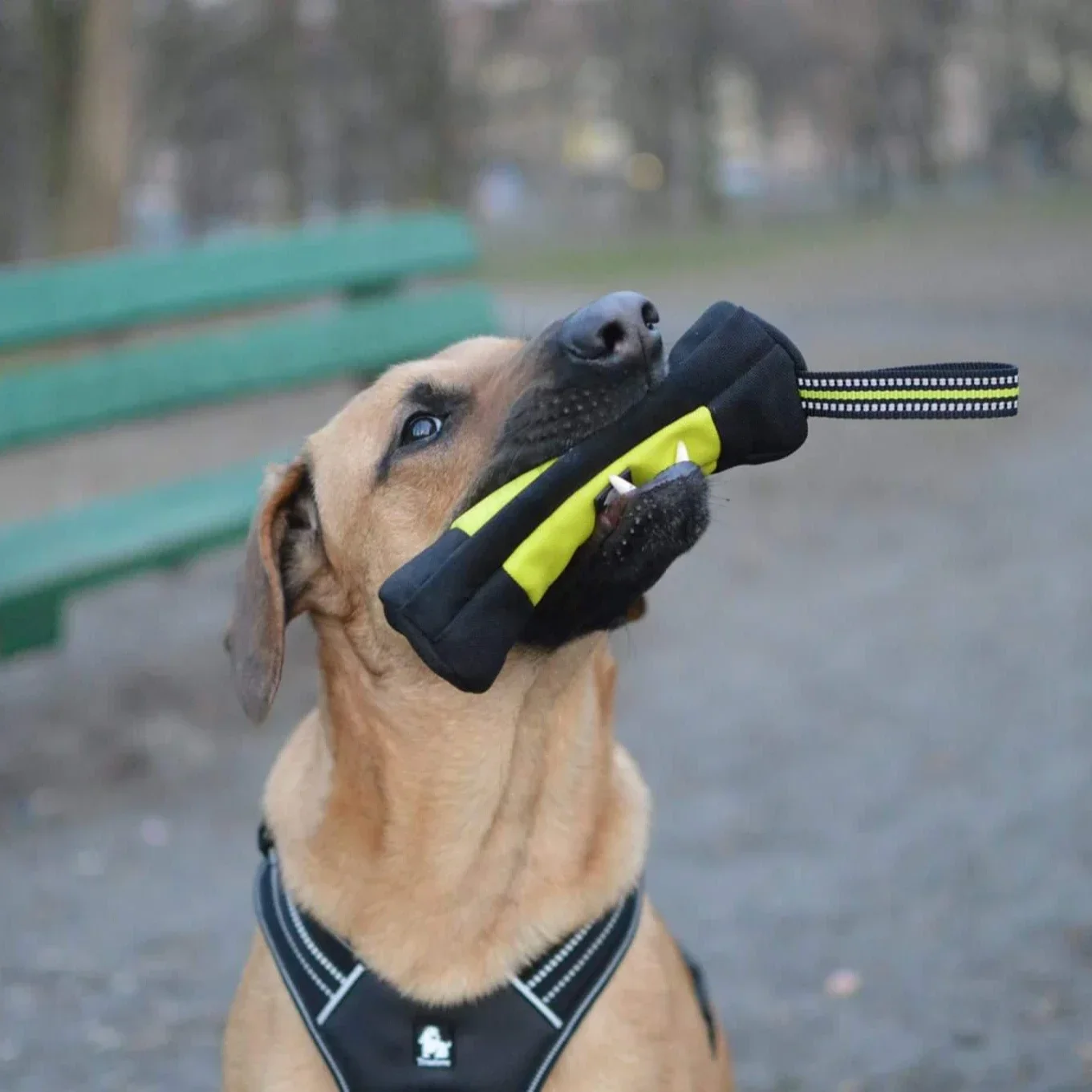 Truelove Köpek Eğitim Ödül Çan - Quality Food Snacks incelemesi ve fiyatı